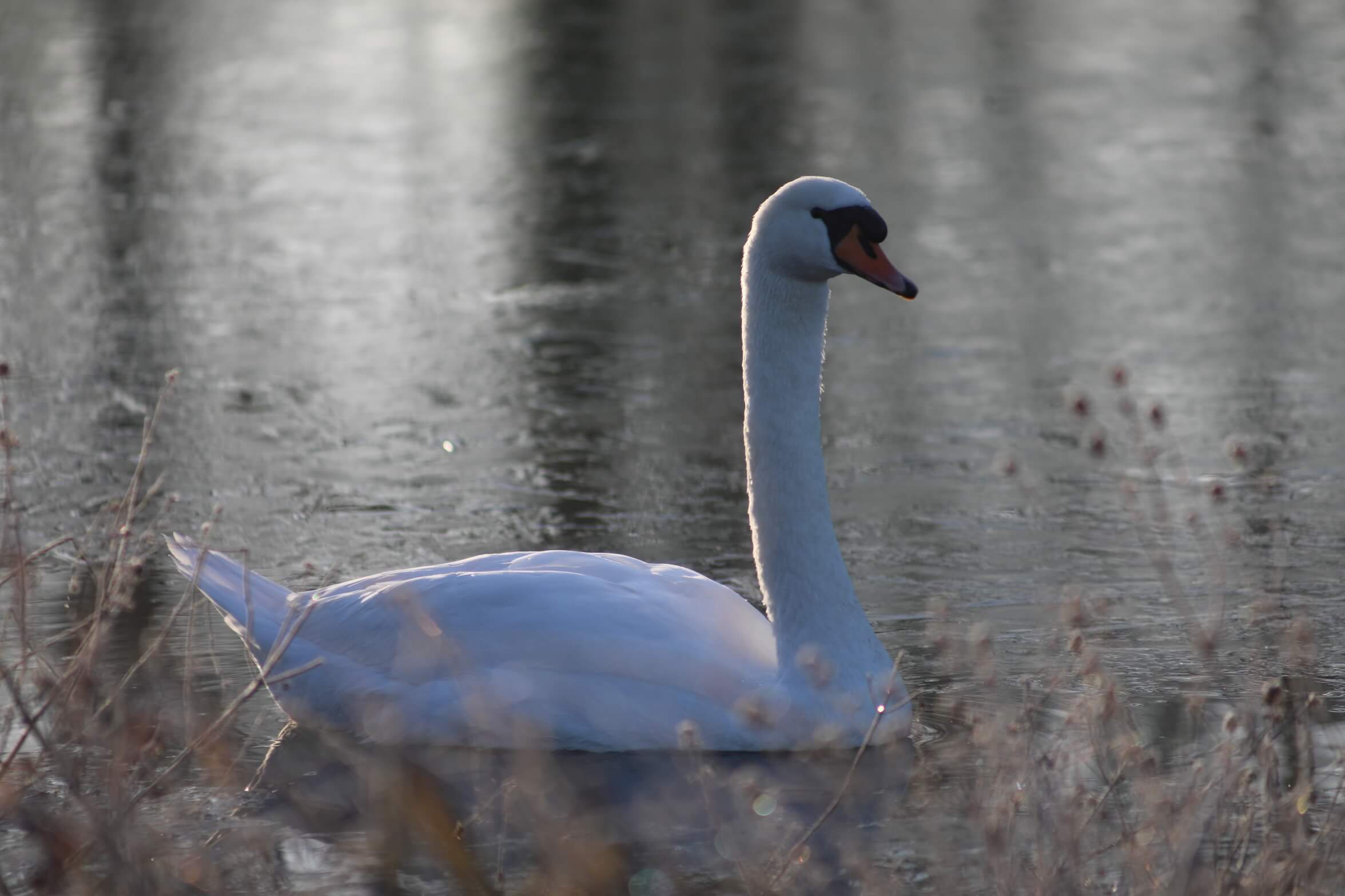 cygne à bord de l'eau